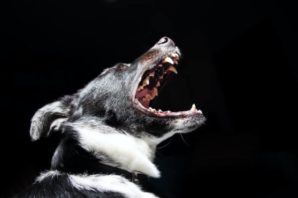 dog bite laws in Colorado