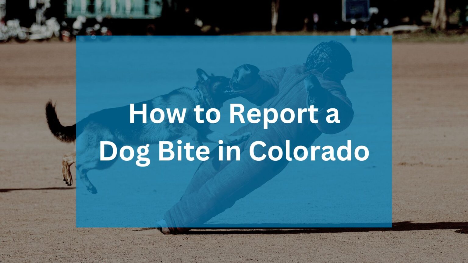 How to Report a Dog Bite in Colorado Front Range Injury Attorneys